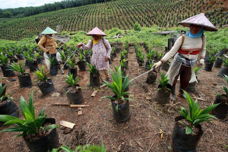 proses penanaman kelapa sawit
