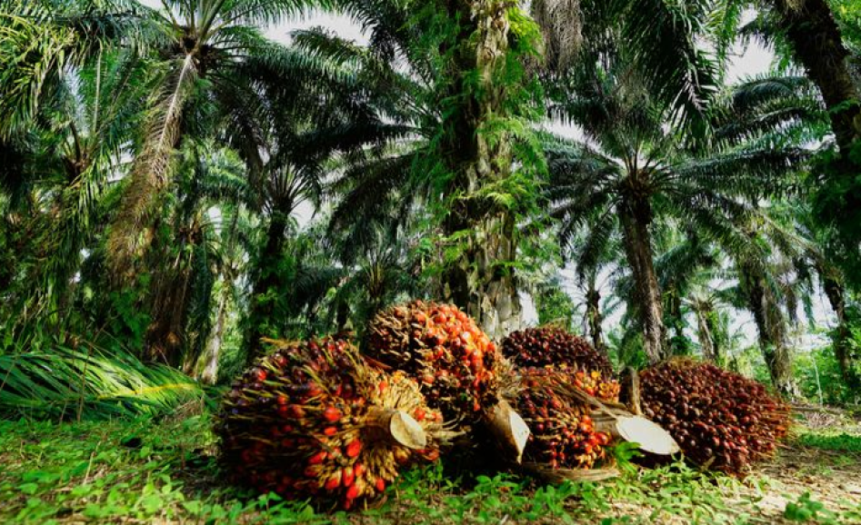 Cara Panen dan Penanganan Pasca Panen Sawit