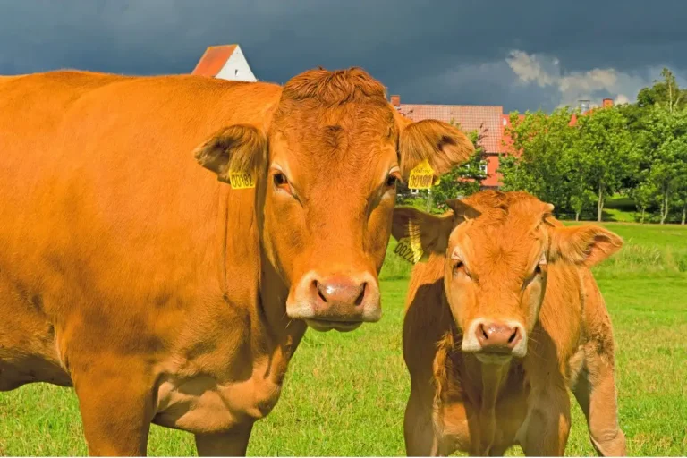 panduan ternak sapi pedaging