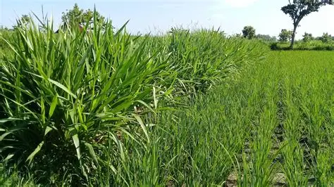 pakan hijauan nutrisi tinggi