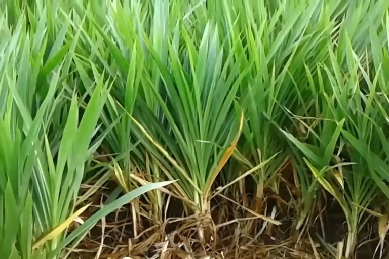 rumput campuran hijauan ternak