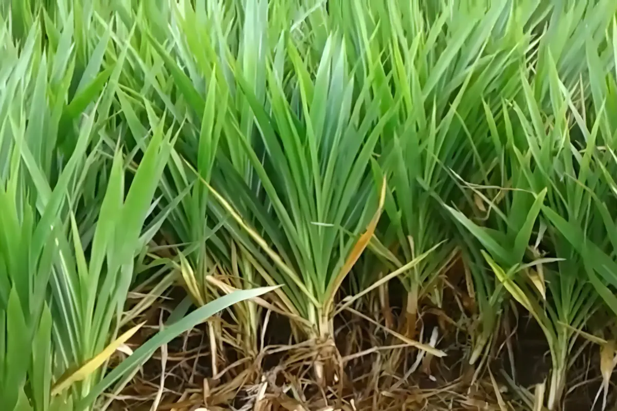 rumput campuran hijauan ternak