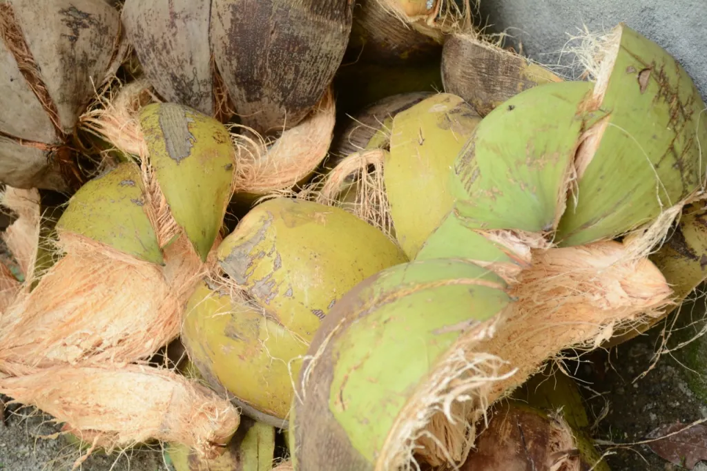 Transformasi Limbah Kelapa Menjadi Cocomesh Bernilai Ekspor