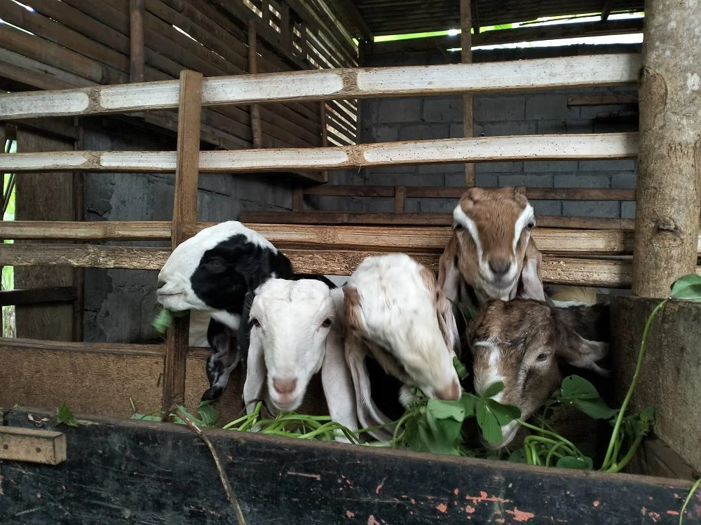 Prospek usaha kambing pedesaan