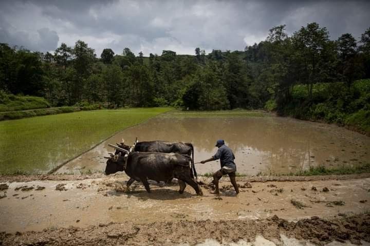 persiapan sawah sebelum jasa tanam