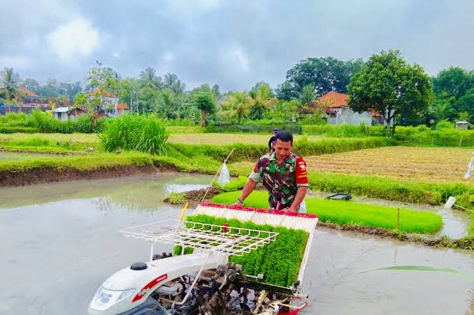 Mekanisme Penanaman Bibit Padi Modern