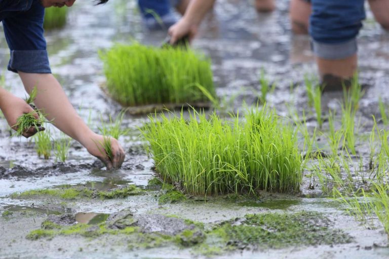 tips sukses menanam padi di sawah